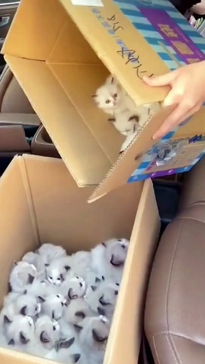 Cute Baby Cats / Cats video Reaction Compilation #shorts #short #shortsvideos #cats #cutecats #babycats