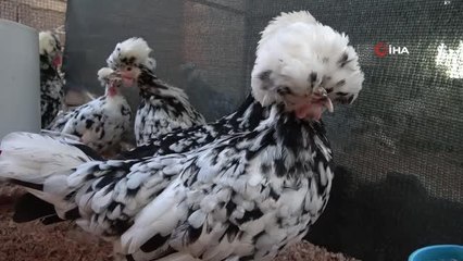 'Altın yumurtlayan tavuk' hikayesi gerçek oldu! Tanesini 150 liraya satıyor