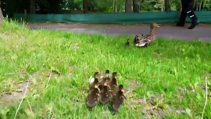 Saving a duck family..