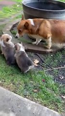 Mama Separates the Children