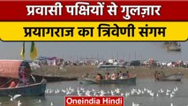 Uttar Pradesh: Migratory Birds से गुलजार हुआ Prayagraj  का त्रिवेणी संगम | वनइंडिया हिंदी *Shorts