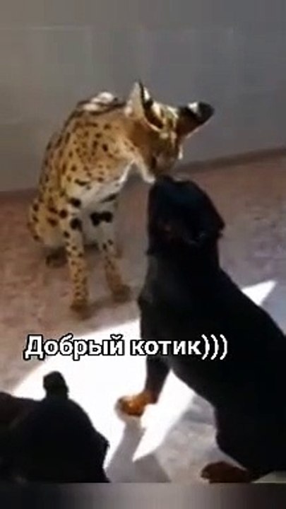 Snaptik_6961331176376143110_tiktok