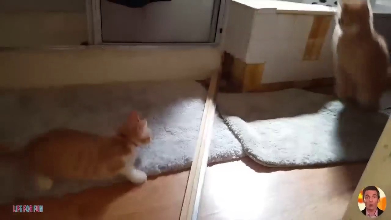 Funny Cat Videos