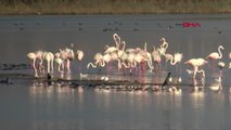 Flamingolar İzmit Körfezi'ne akın etti