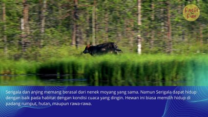 Tahukah Kamu Beberapa Spesies Serigala Di Dunia?