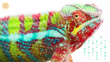 Apakah Tujuan Bunglon Berubah Warna