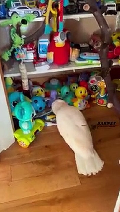 Parrot