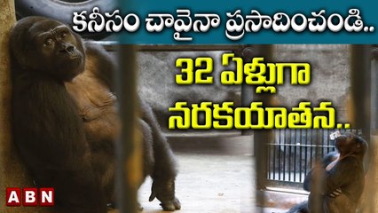 కనీసం చావైనా ప్రసాదించండి.. 32 ఏళ్లుగా నరకయాతన.. || Gorilla || ABN Digital