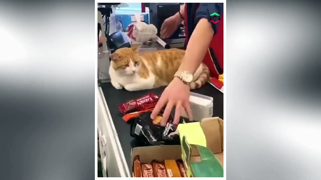 A cat in a supermarket