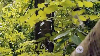 La Reina de Indias y El Conquistador Capítulo 35