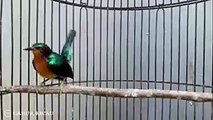 burung kolibri wulung gacor nyrecet ngerol  bagus untuk masteran