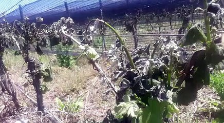 Imágenes valle de uco - heladas