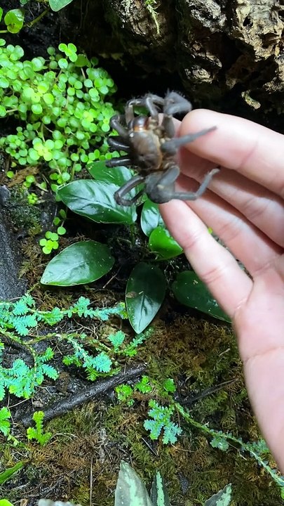 Trapdoor Spider from China
