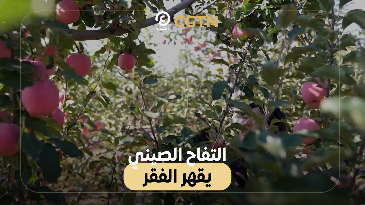 التفاح الصيني يقهر الفقر