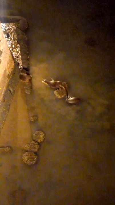 Su samurlarının balık ziyafeti