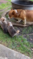 Mama Separates the Children