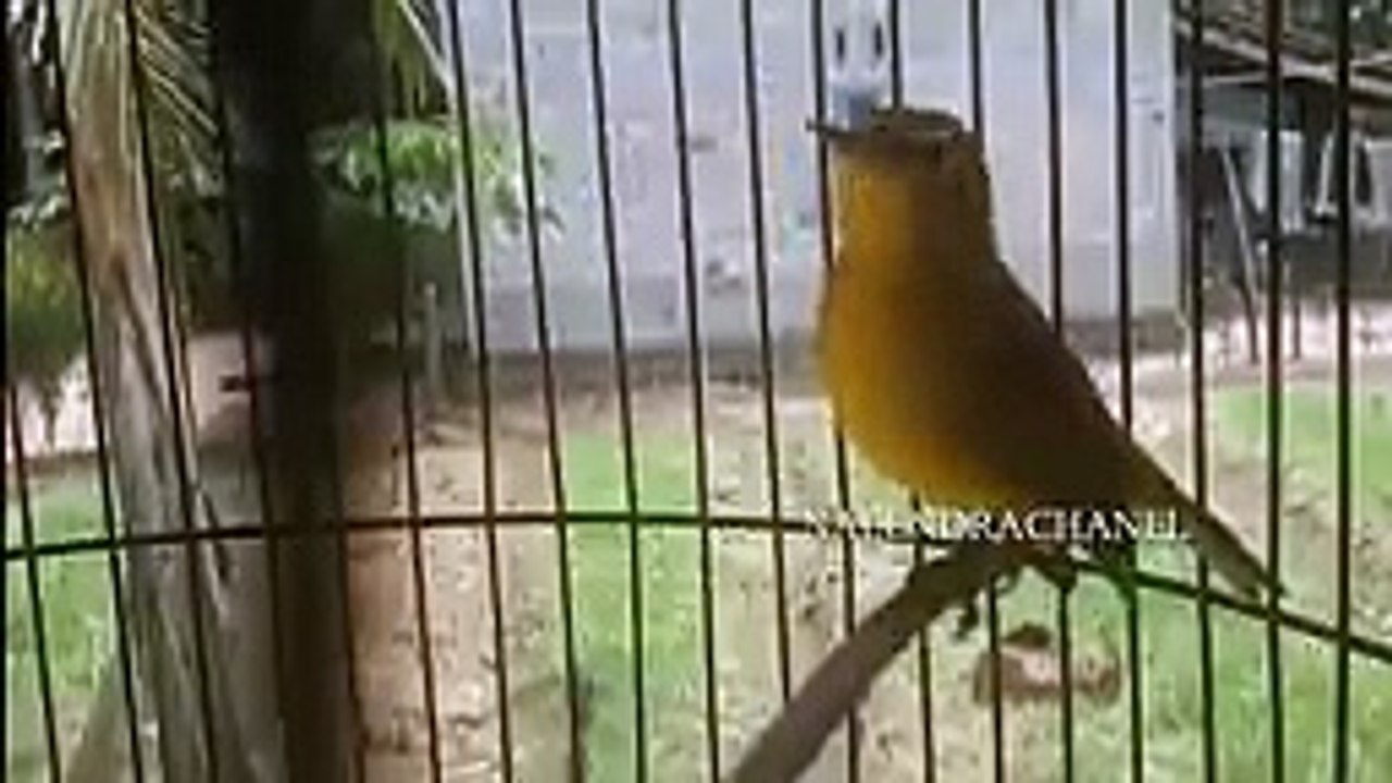 SEMUA burung PLECI PASTI NYAUT  Begitu dengar Suara pleci gacor ini Pancingan pleci Cepat Nembak