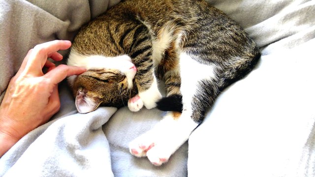Adorable Kitten Covers His Eyes with His Paws
