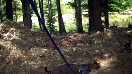 Curious Cat Loves Travelling in the Mountains