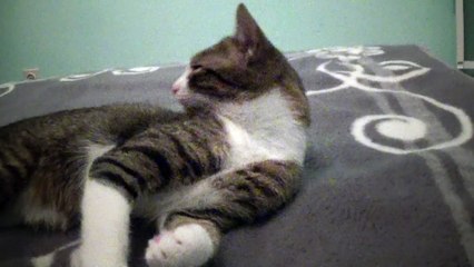 Cute Kitten Hears the Voice of a Cat