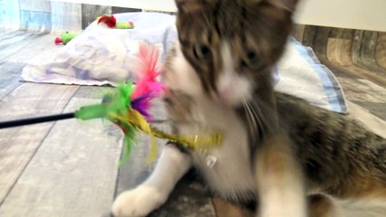 Kitten Won't Play with Me Anymore