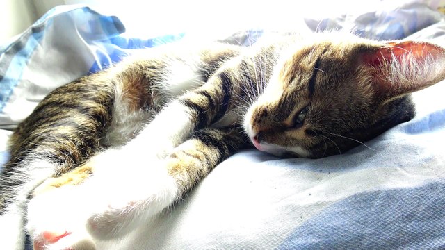 Purring Kitten Moves His Paw