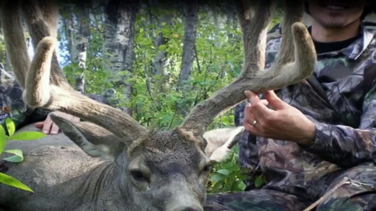 Wenn Tiere angreifen Staffel 1 Folge 2 HD Deutsch