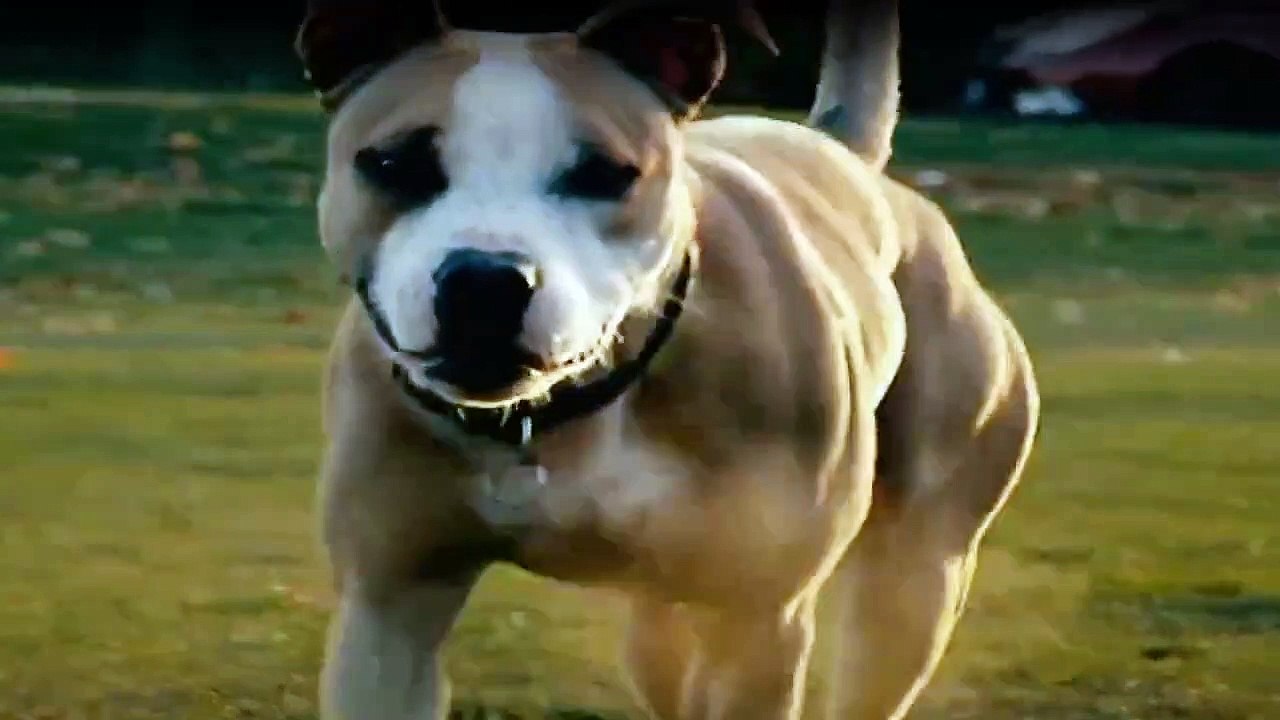 Wenn Tiere angreifen Staffel 2 Folge 3 HD Deutsch