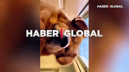 Yanlışlıkla kendi fotoğrafını çeken köpeğin, sevimli halleri viral oldu