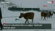 Rize'nin yükseklerinde kar yağışı: Yaylacılar dönüşe geçti