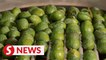Kenyan avocados to be showcased at import expo in Shanghai