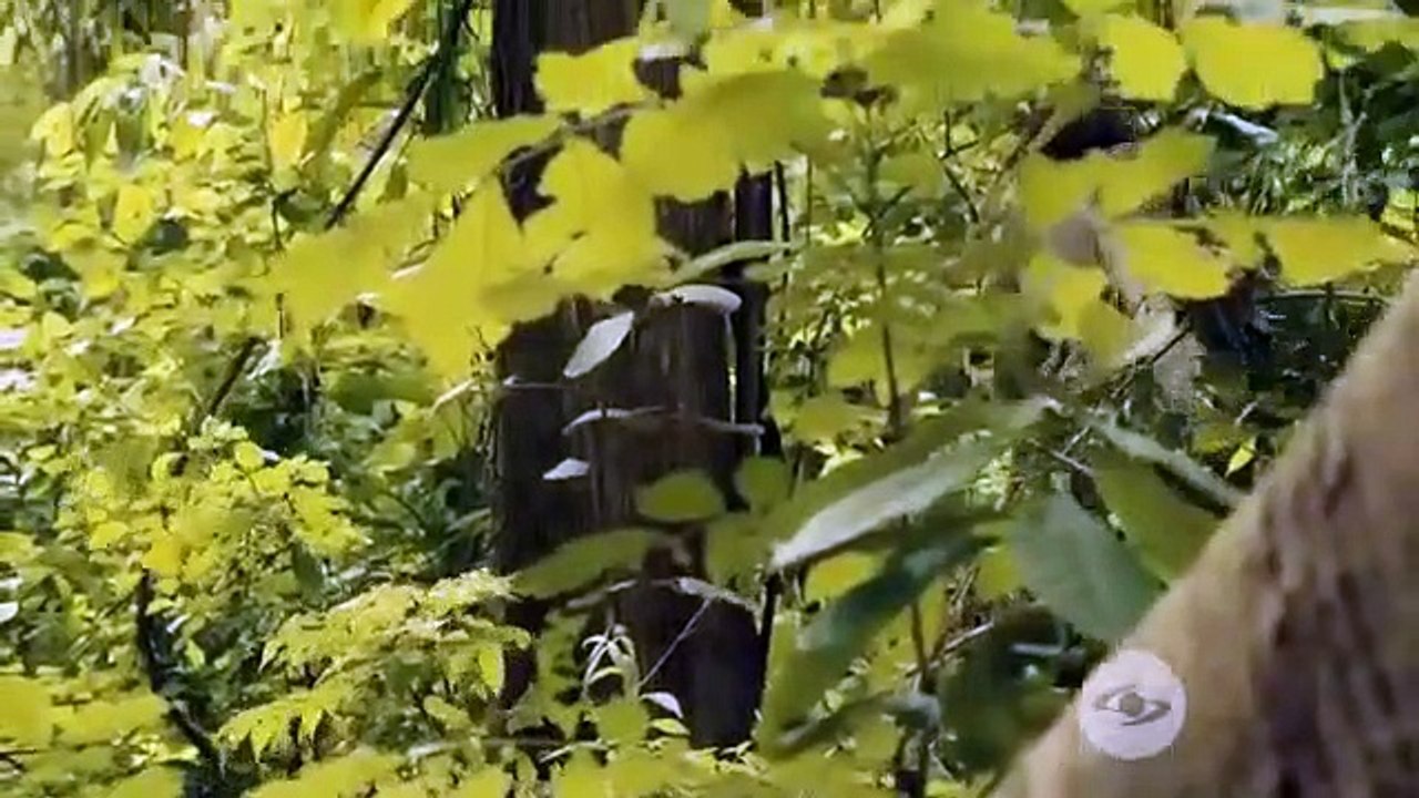 La Reina de Indias y El Conquistador Capítulo 35