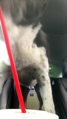 Thirsty Dog Strikes Again