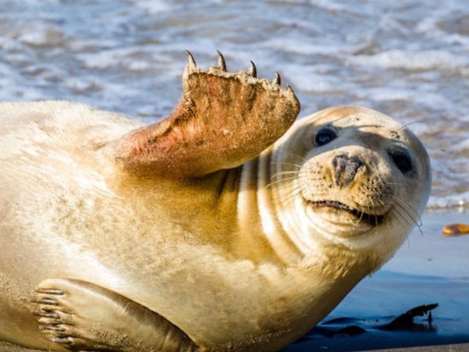 So wenige Seehunde leben noch im Wattenmeer