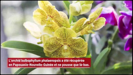 Une nouvelle espèce d’orchidée a été découverte et elle sent le ‘rat mort’ !