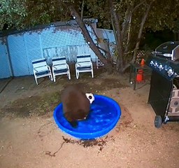 Bear Family Has Backyard Fun