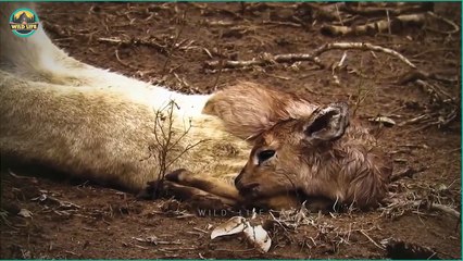 Moments When Animals Saved Other Animals From Predators