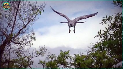 The Craziest Eagle Hunts Of All Time Captured On Camera