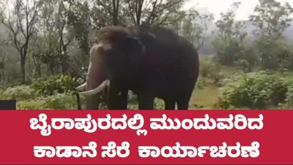 ಮೂಡಿಗೆರೆ : ಬೈರಾಪುರದಲ್ಲಿ ಮುಂದುವರಿದ ಕಾಡಾನೆ ಸೆರೆ ಹಿಡಿಯುವ ಕಾರ್ಯಾಚರಣೆ