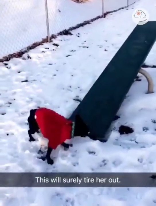 funny reactions animals
