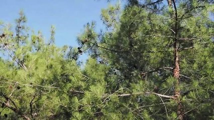 BALIKESİR - Kazdağları'nda çıkan orman yangını kontrol altına alındı