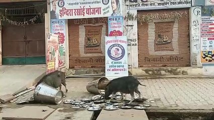 उफ...इंदिरा रसोई के बर्तनों को चाट रहे श्वान