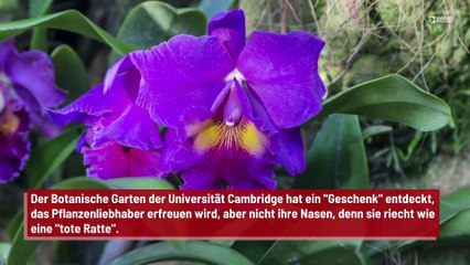 Eine neue Orchideenart riecht wie "tote Ratte"