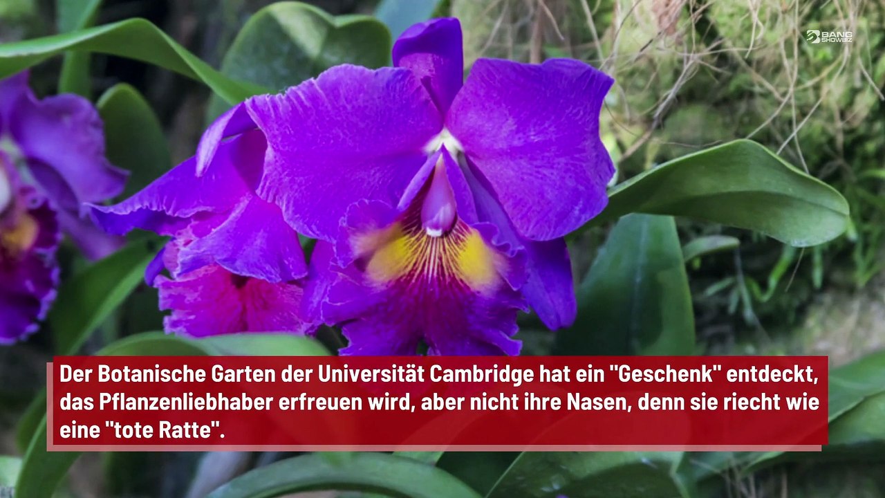 Eine neue Orchideenart riecht wie 'tote Ratte'