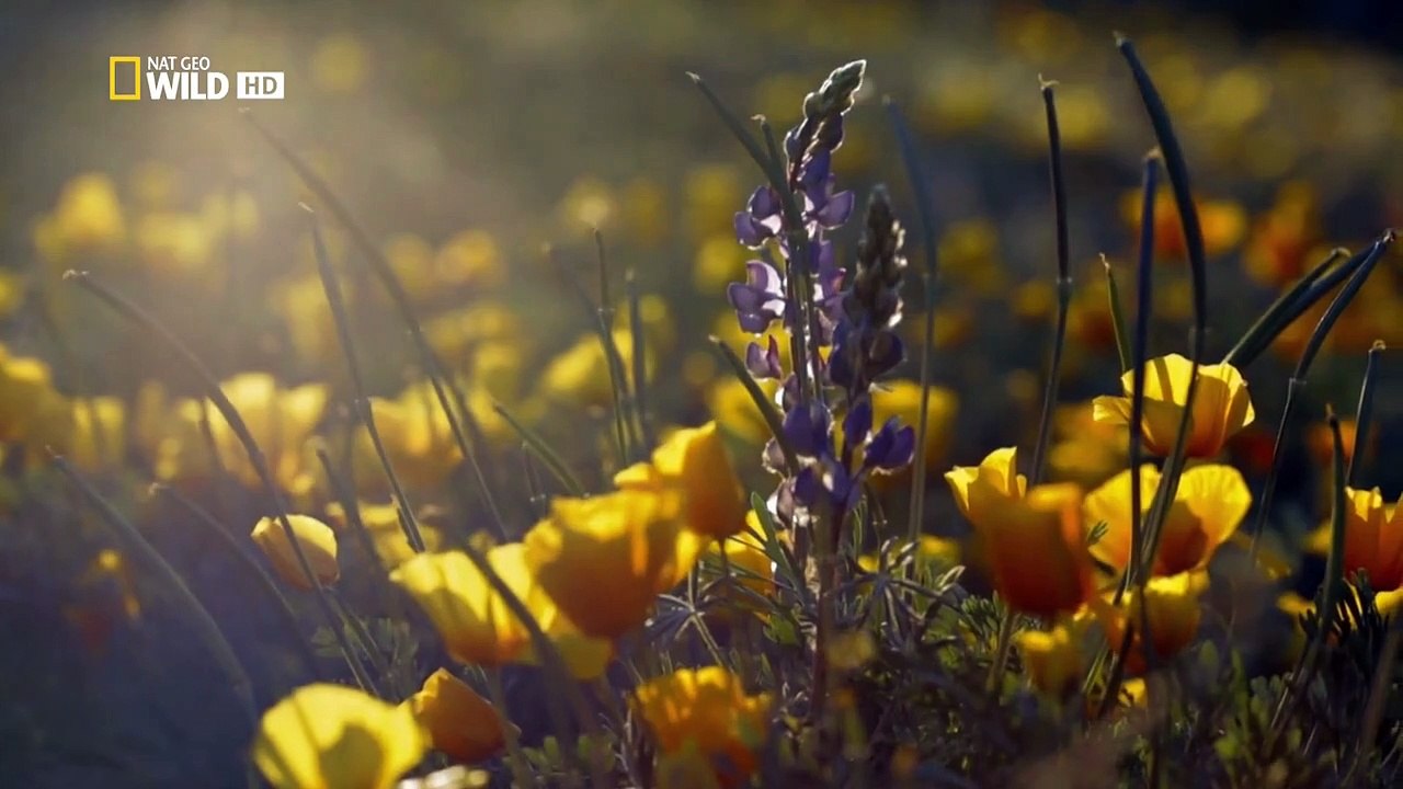 Amerikas Nationalparks Staffel 1 Folge 7 HD Deutsch