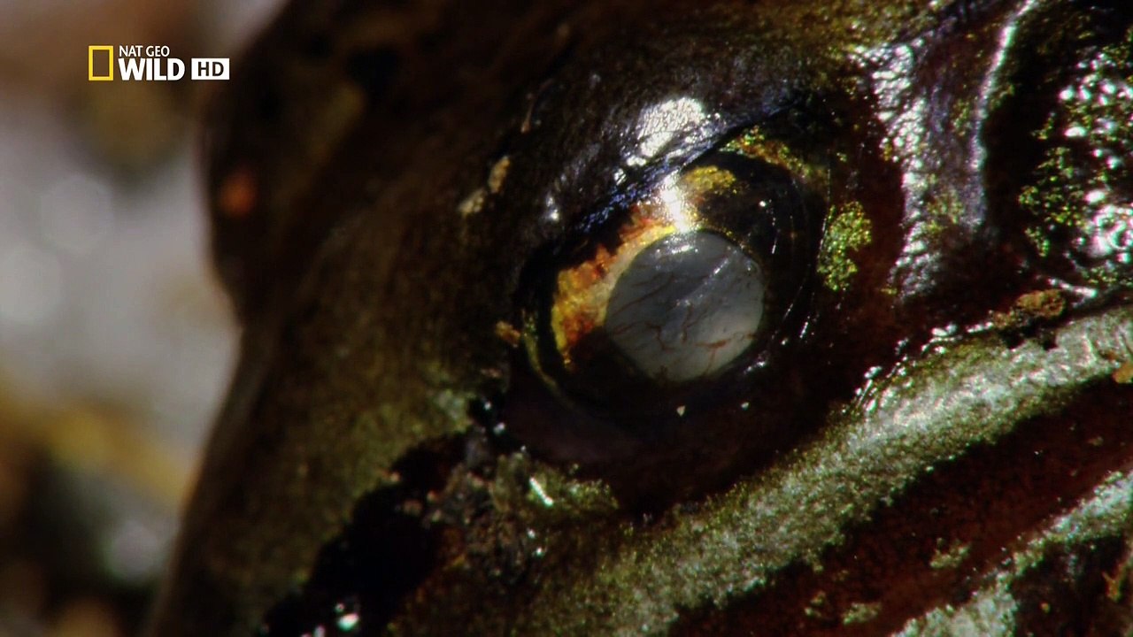 Amerikas Nationalparks Staffel 1 Folge 6 HD Deutsch