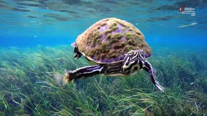 An den Quellen des Wassers Staffel 1 Folge 1 HD Deutsch