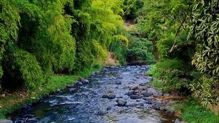 River atmosphere in the forest (sungai di tengah hutan)