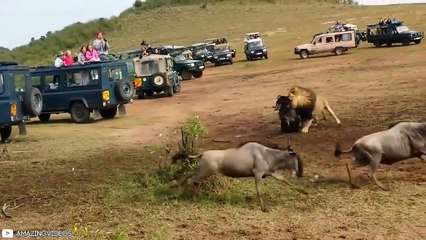 16 Moments Prey Take Down Predators With Their Horns
