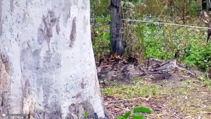 Animals That Play Dead To Escape Predators